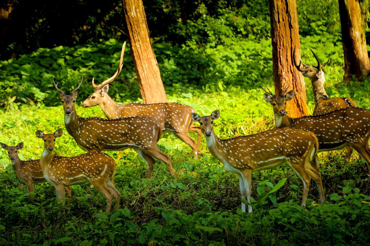 Kings Sanctuary Nagarhole & Kabini Hunsur Zewnętrze zdjęcie